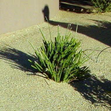 Red Yucca (Hesperaloe parviflora)