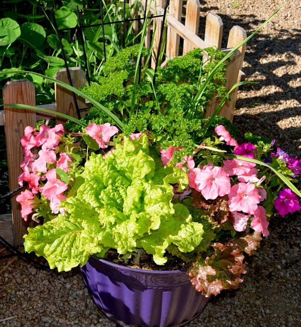 Petunias grow among parsley, garlic and leaf lettuce in front of my vegetable garden