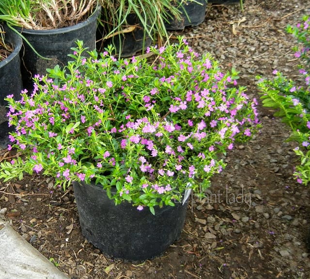 Mexican Heather (Cuphea hyssopifolia)