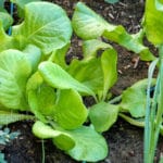 My Vegetable Garden