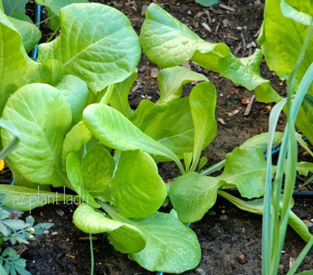 My Vegetable Garden