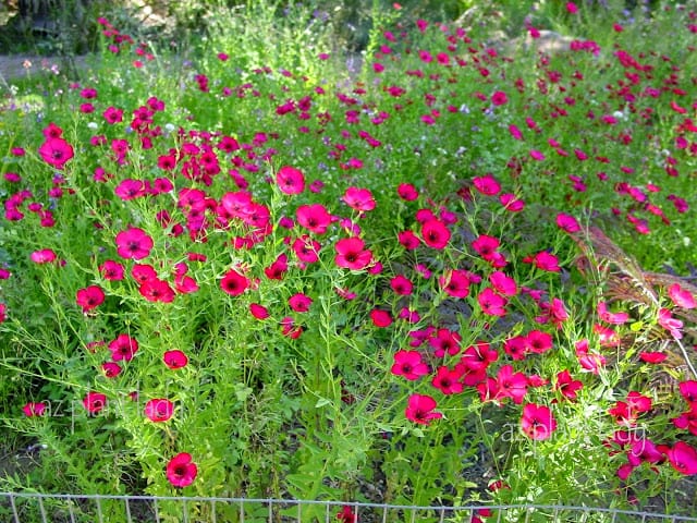 Scarlet Flax 