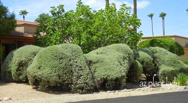 over-pruning flowering shrubs