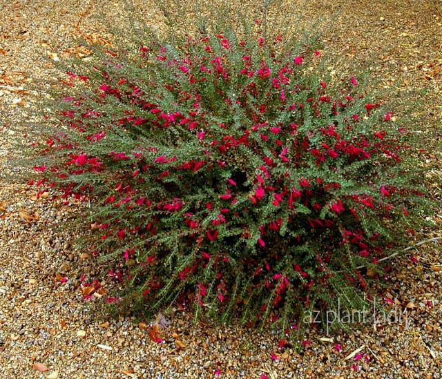 Valentine (Eremophila maculata 'Valentine), is my FAVORITE shrub.  I starts blooming in January and lasts until April when there is not much else going on in my garden