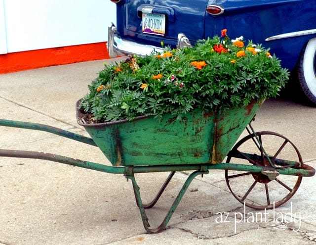 Marigolds planted in an old wheelbarrow along Route 66 in Williams, Arizona.