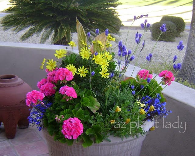 Container with geraniums, yellow Euryops daisies, fern leaf lavender and blue lobelia