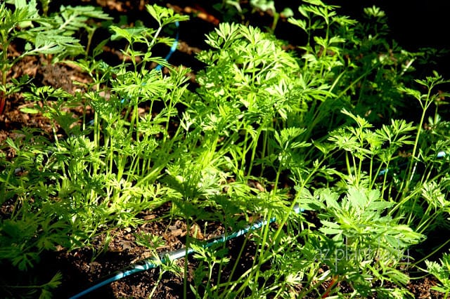 My Vegetable Garden