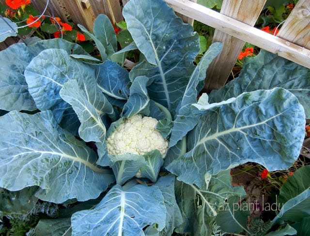 My Vegetable Garden