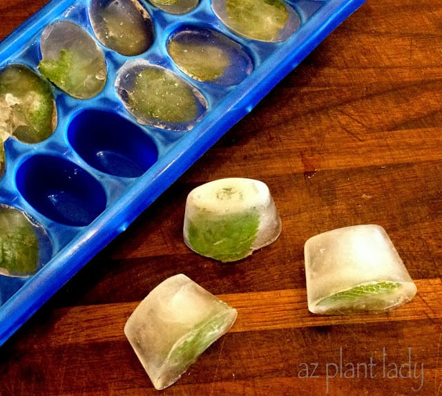 Freezing mint into ice cubes