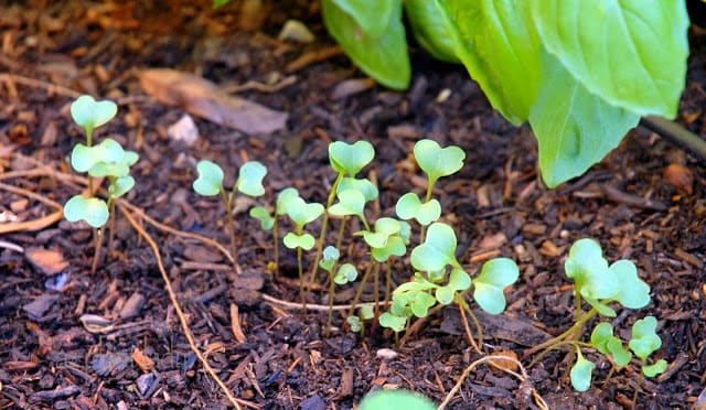 My Vegetable Garden