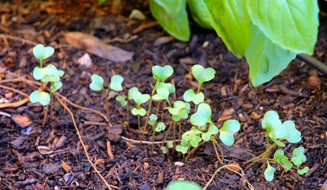 Radish seedlings