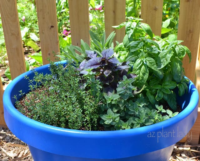  November Garden herbs