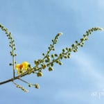 Caesalpinia-cacalaco-flower