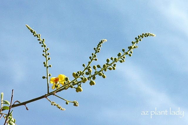 Caesalpinia-cacalaco-flower