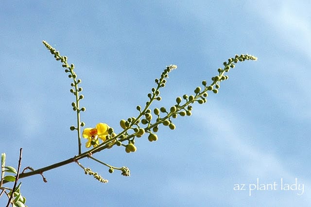 Cascalote tree 