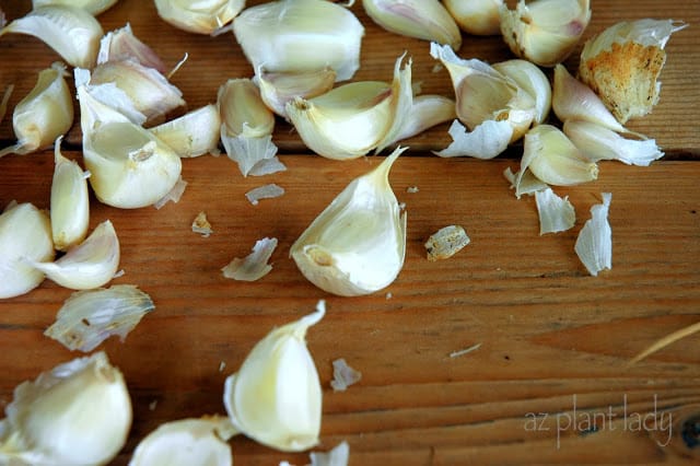  plant garlic in the November Garden