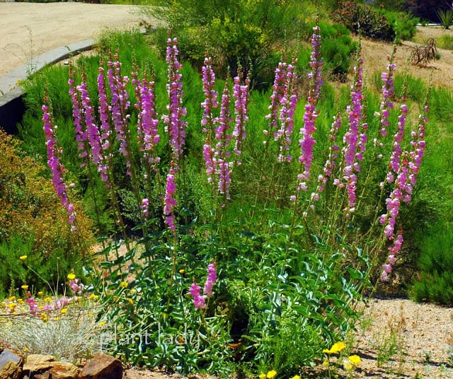 Snapdragon Penstemon (Penstemon palmeri) November Garden