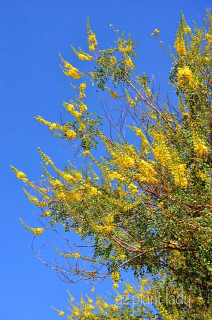 Cascalote (Caesalpinia cacalaco)