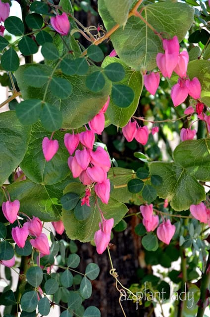 Queen's Wreath Vine (Antigonon leptopus)