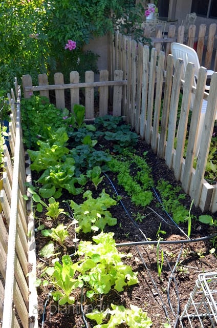 What's Happening In My Fall Garden...