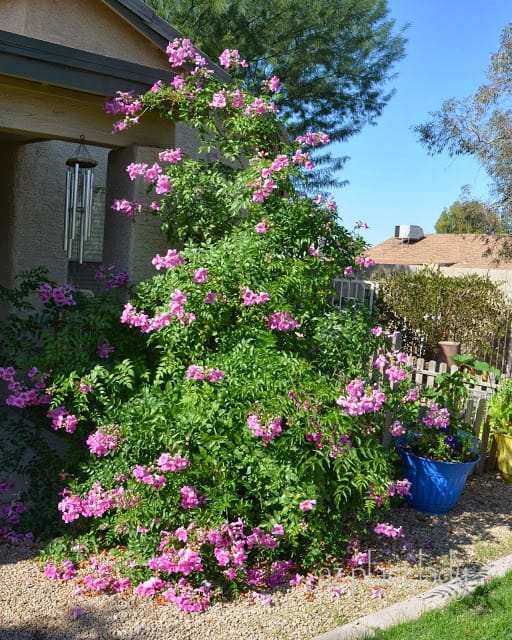 Pink Trumpet Vine (Podranea ricasoliana)