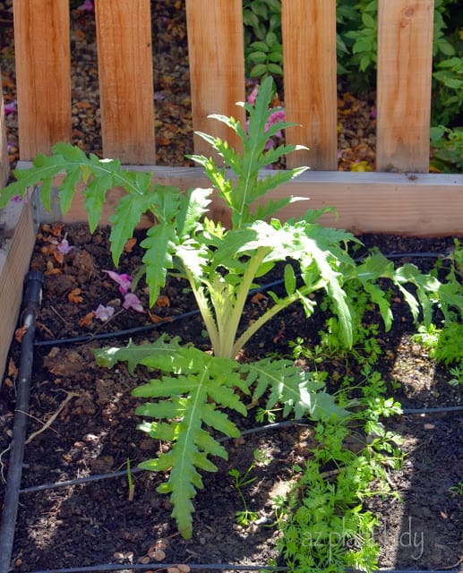 My Fall Garden