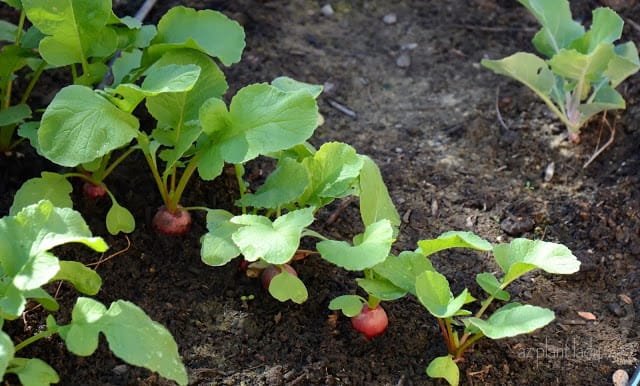 My Fall Garden