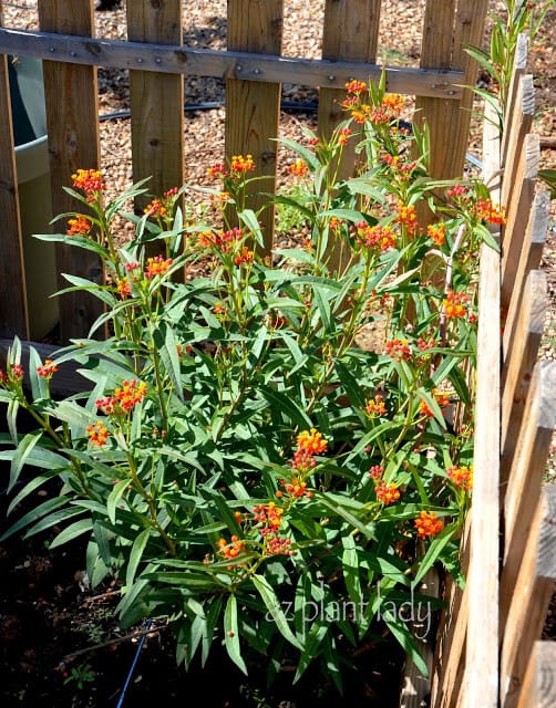 Mexican Milkweed (Asclepias curassavica)