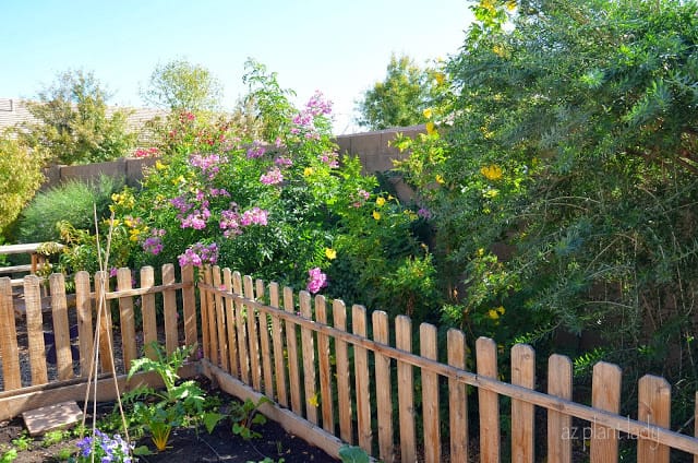 My Fall Garden