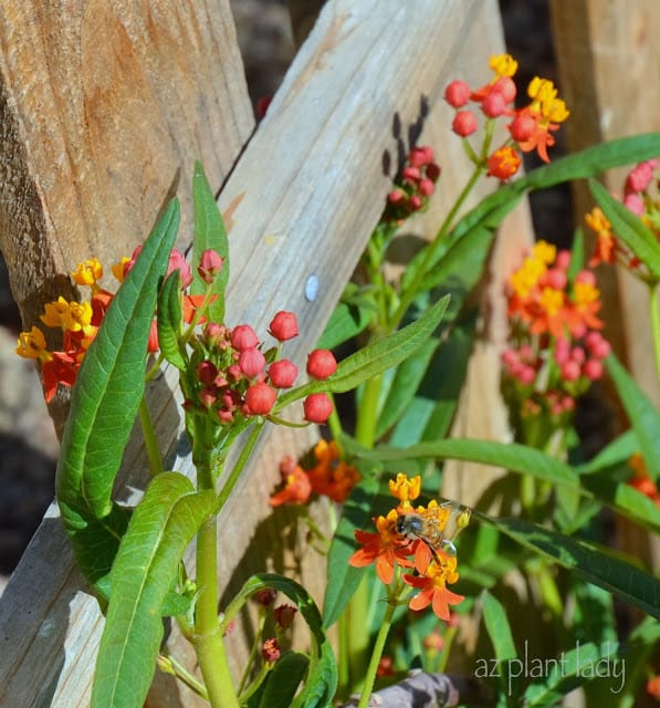 What's Happening In My Fall Garden...