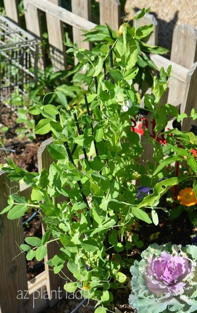 What's Happening In My Fall Garden...