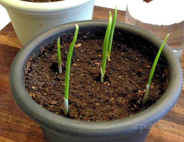 growing garlic and onions