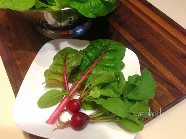  Swiss Chard from my November Garden