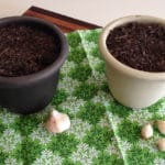 Growing Onion and Garlic