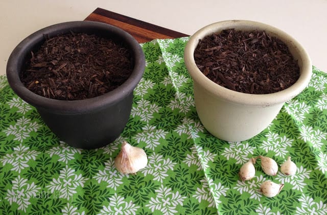 Growing Onion and Garlic