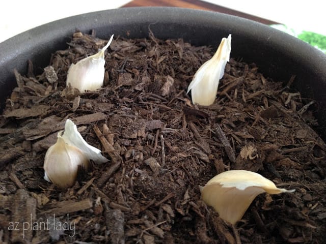 growing garlic and onions