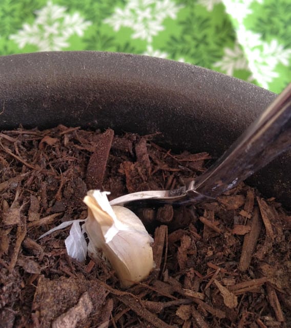 growing garlic and onions