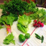 harvesting vegetables