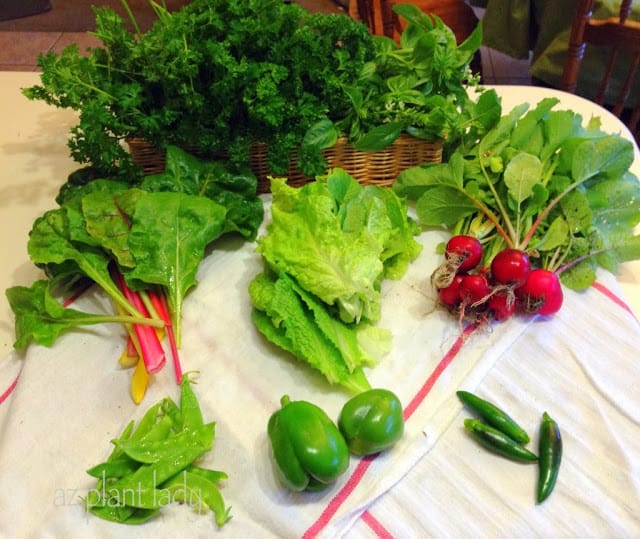 harvesting vegetables