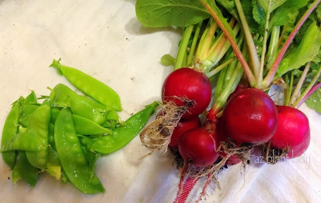 harvesting vegetables