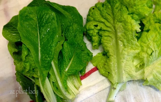 harvesting vegetables