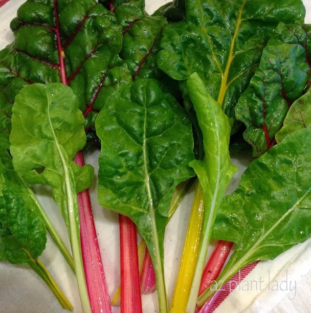 Swiss chard 