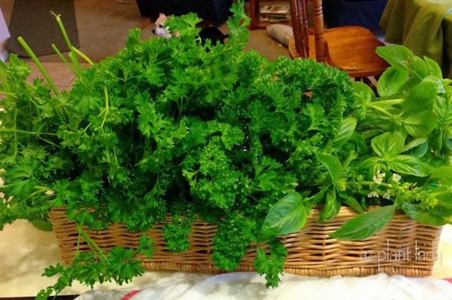 harvesting vegetables