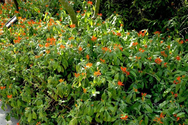 Mexican Honeysuckle (Justicia mexicana) November Garden