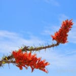 Ocotillo FLowers