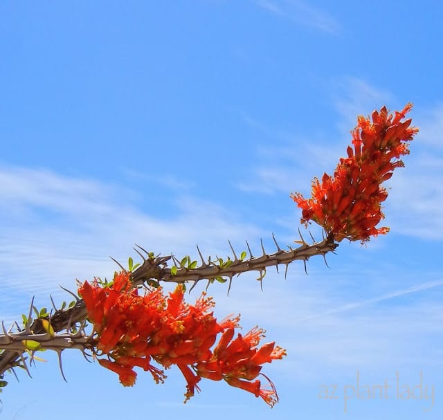 Ocotillo FLowers