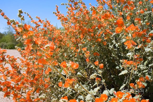 Globe Mallow (Sphaeralcea ambigua) in the November Garden 