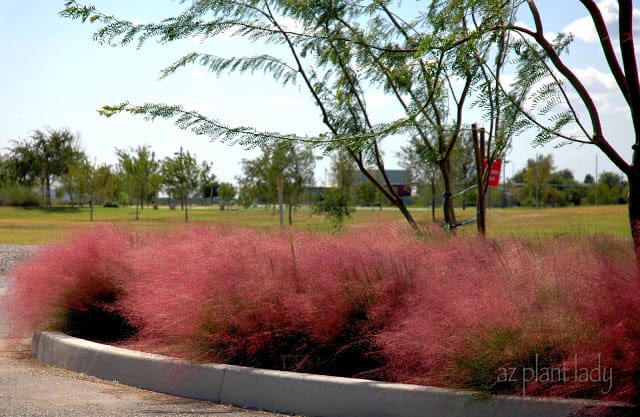 'Regal Mist' (Muhlenbergia capillaris 'Regal Mist') in the November Garden