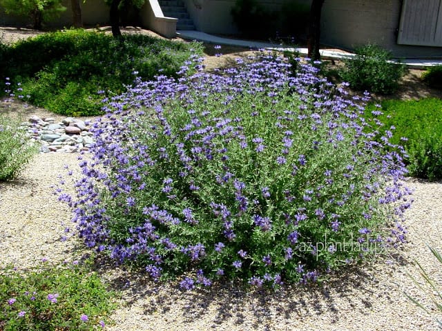 Chaparral Sage (Salvia clevelandii) 