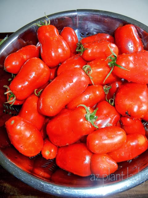 growing tomatoes